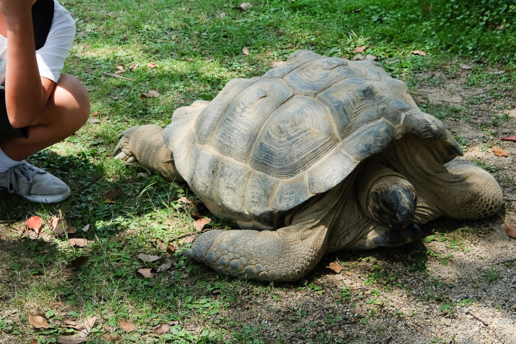 大きなカメさん