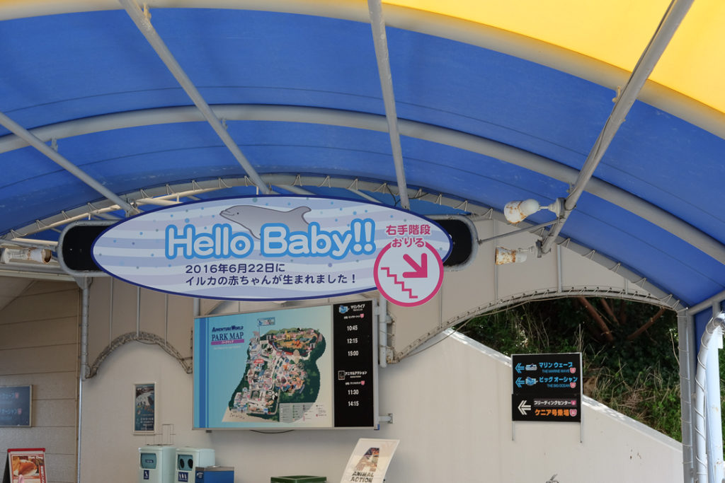 イルカの赤ちゃんがいました