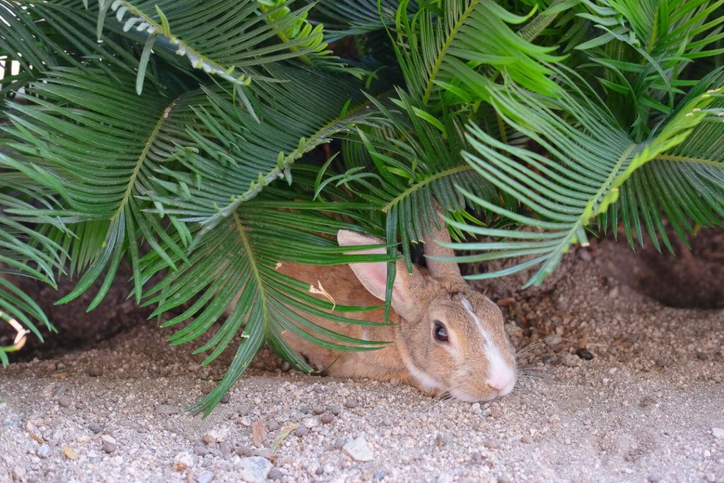 大久野島のうさぎ