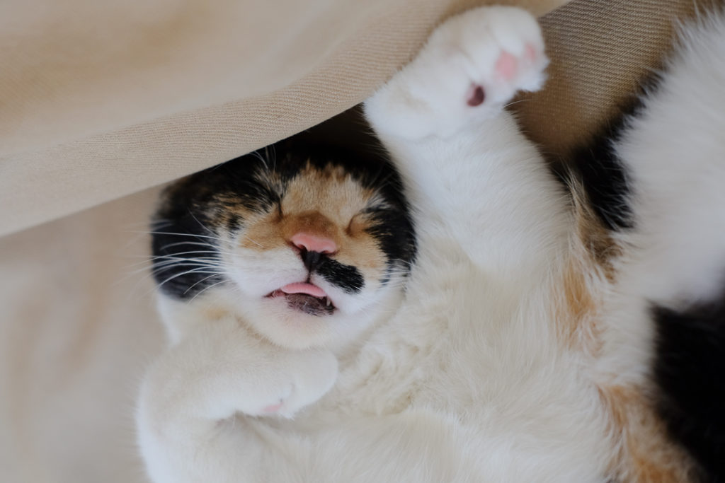 舌出てますよ～