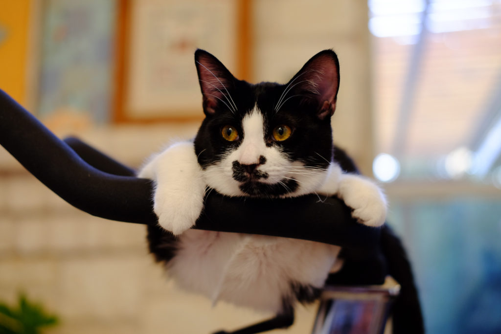 まだ子猫なのに、貫禄ありすぎでしょ