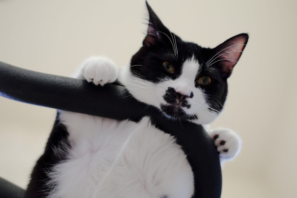 なんか文句おあり？