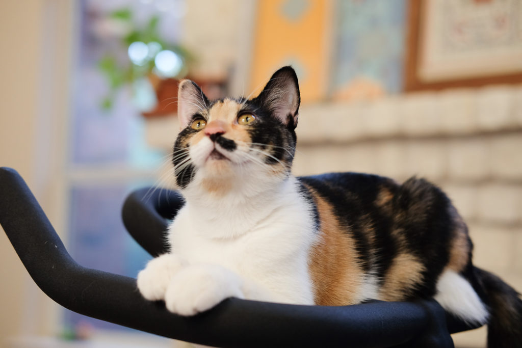 さまになってる