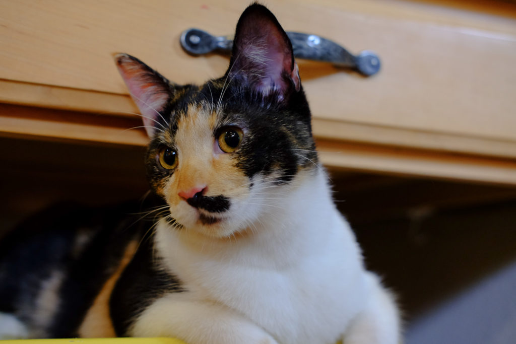 何か気品が漂います