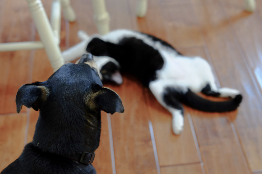 あんこ姫、大丈夫？