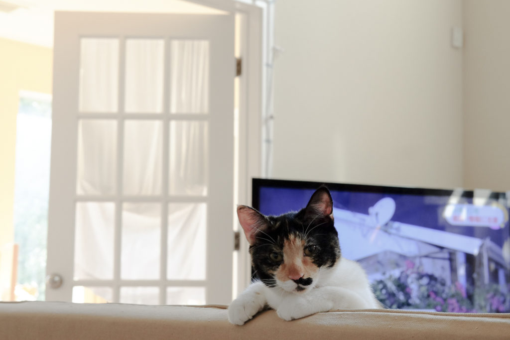 アイドル並みのポーズ