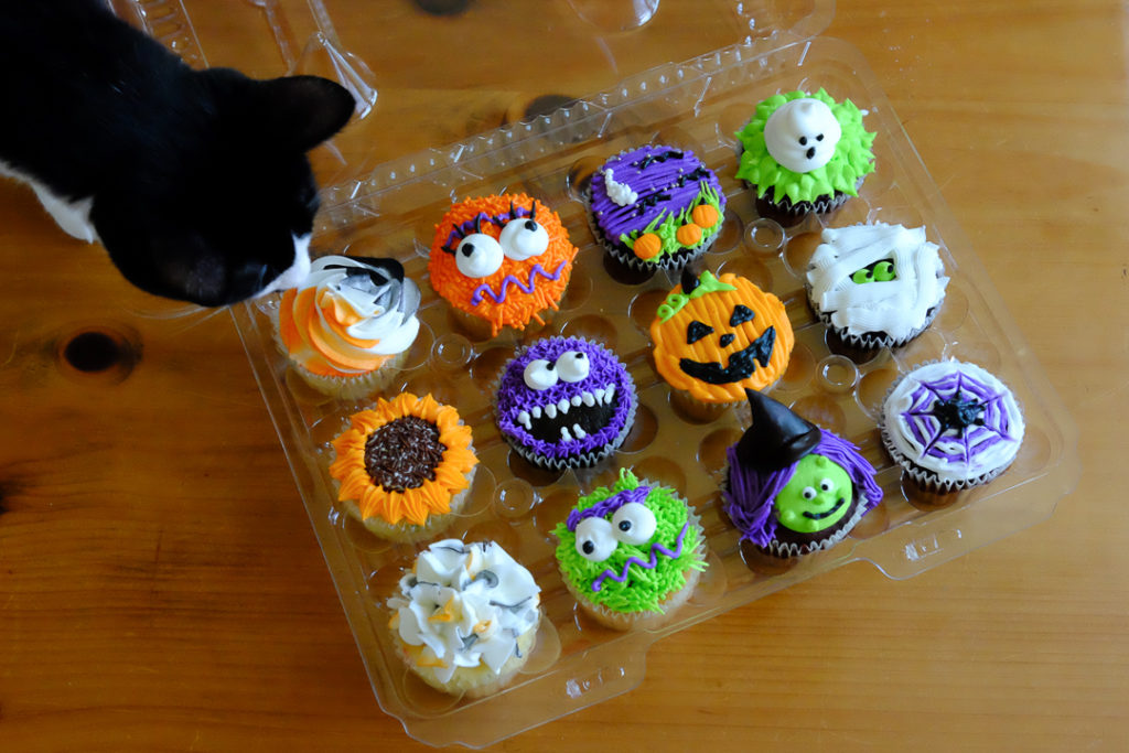 あんこちゃんチェック