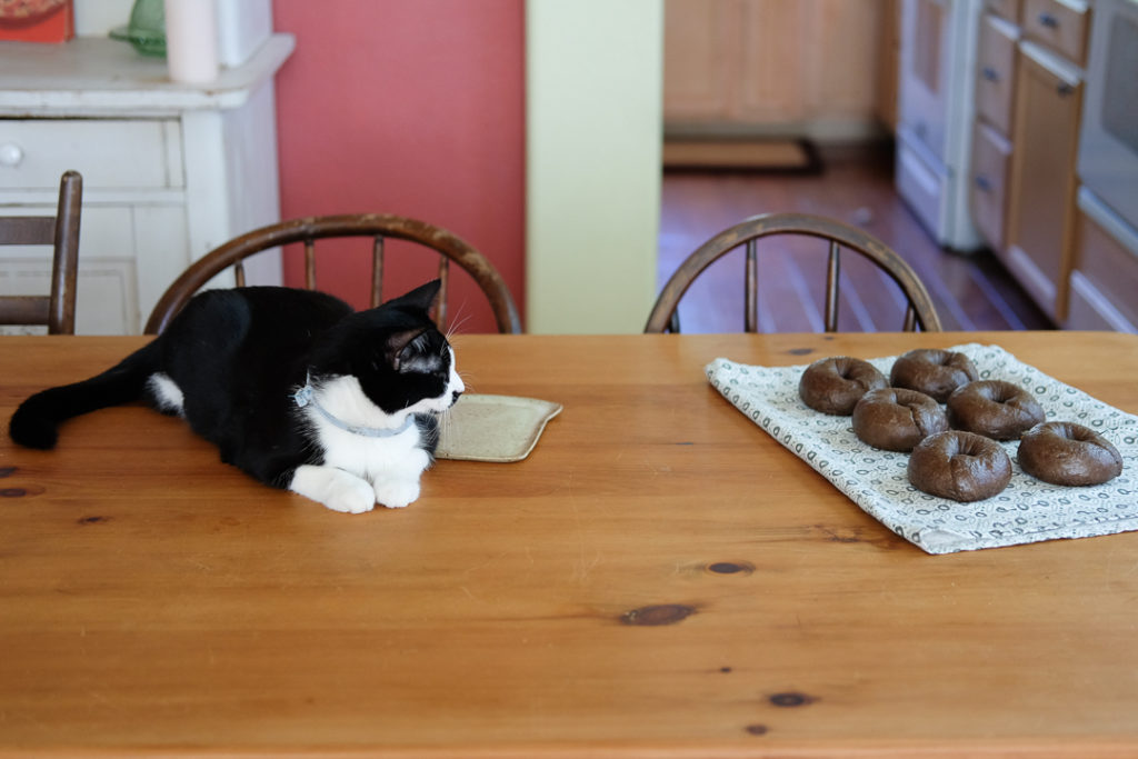 しゃーないわね