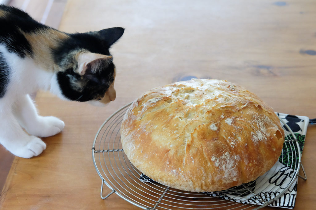こねないパン、やけた♪
