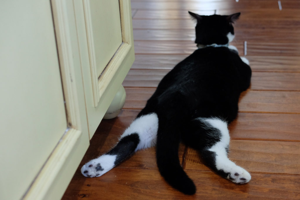 肉球見ていいよ