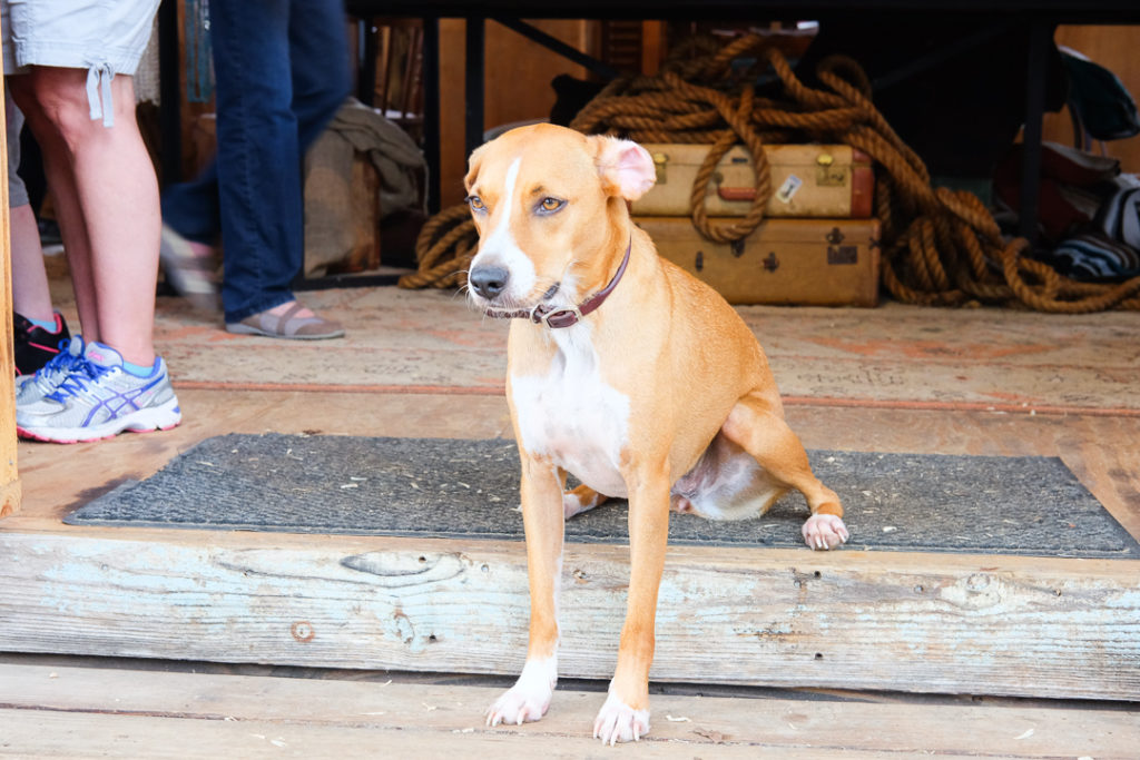 きれいなわんちゃん