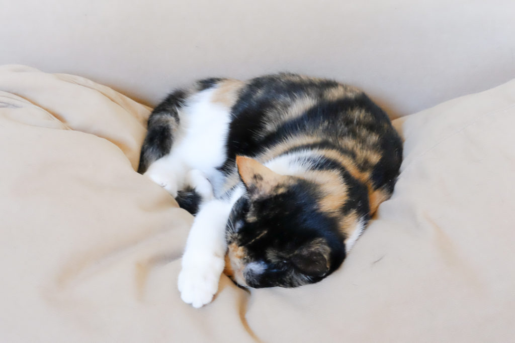 スリムでエレガントなゆず