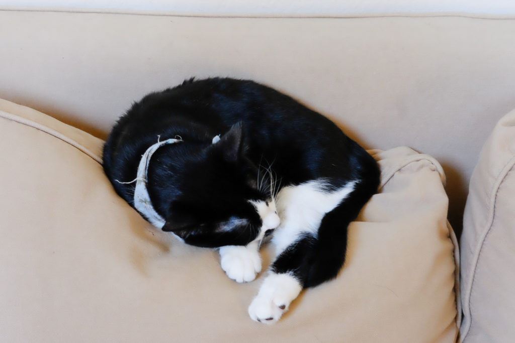 愛嬌で勝負のあんこ