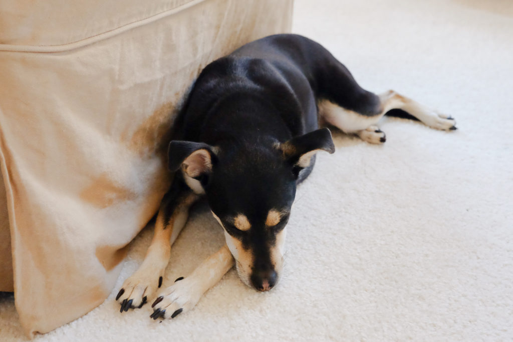 ラニ子もいるよ