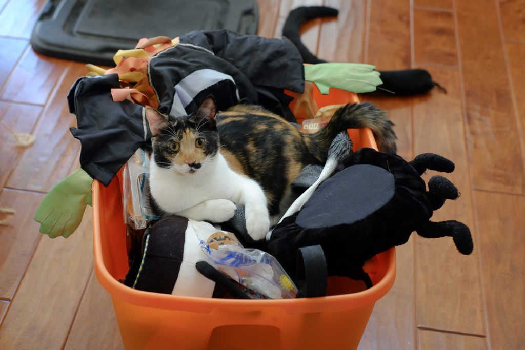 ハロウィンボックスに同化！