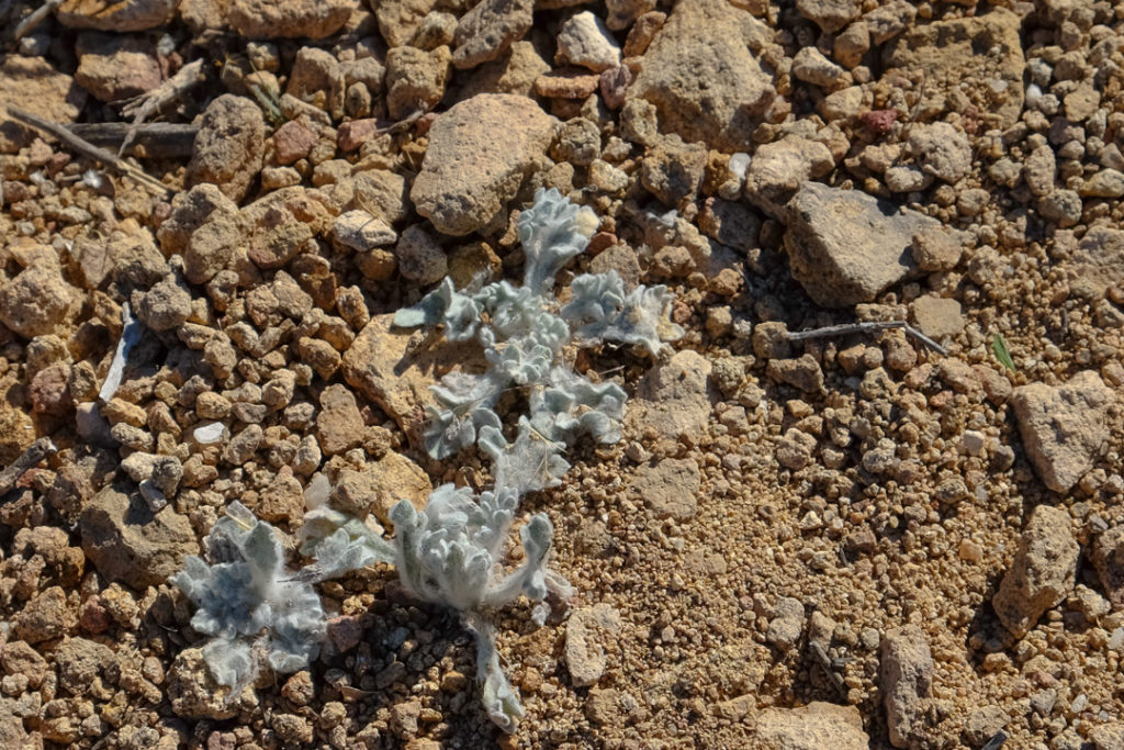 たくましく生きる植物