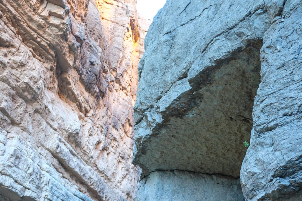 かわいい草を発見