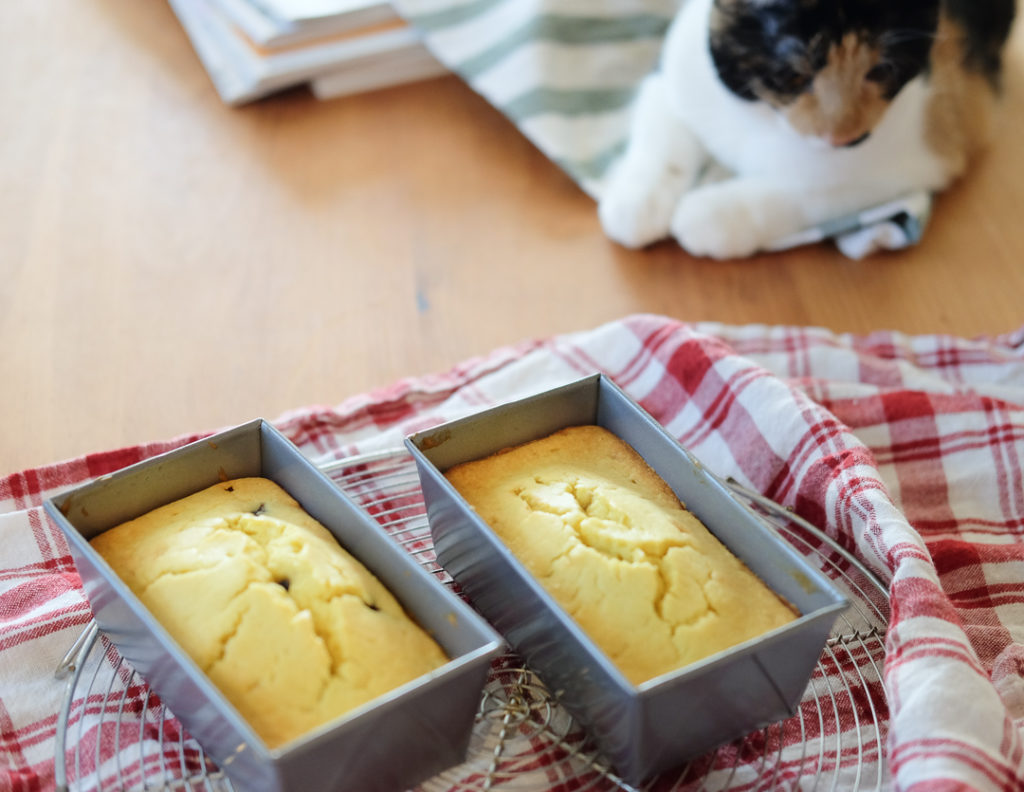 あきらめたふりをして... 