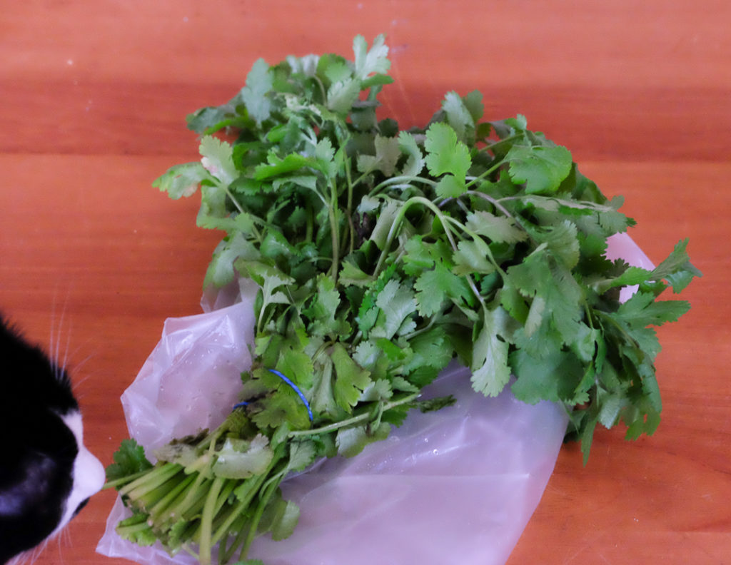 パクチー（シラントロ）