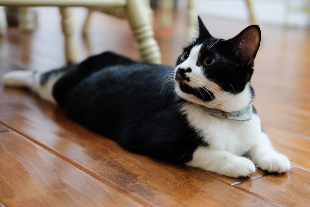 何がおかしいのかしら？