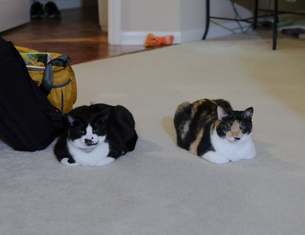 ２匹でシンクロ