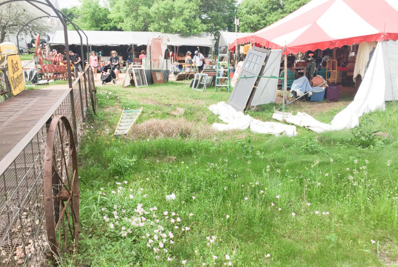 ワイルドフラワーの季節です