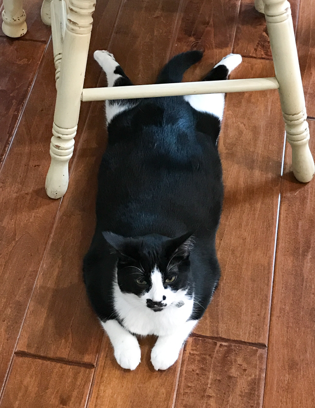 くつろぐあんこちゃん