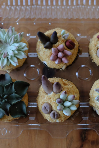 多肉植物カップケーキ