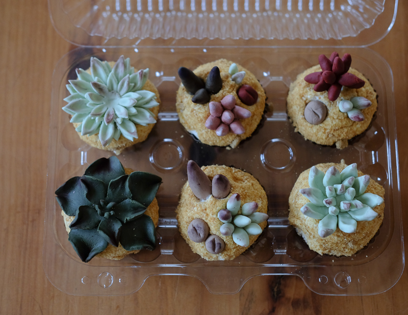 多肉植物カップケーキ