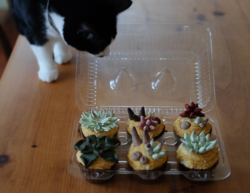 あんこちゃん、来た