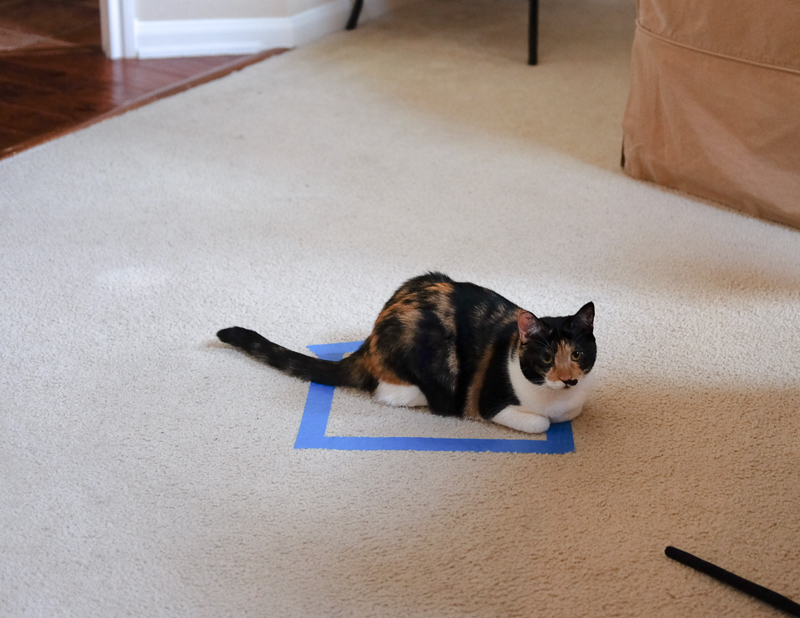 お気に召しましたか？