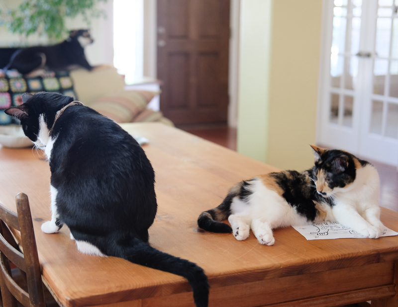 ねこが二匹... ん？奥にもう一匹？！