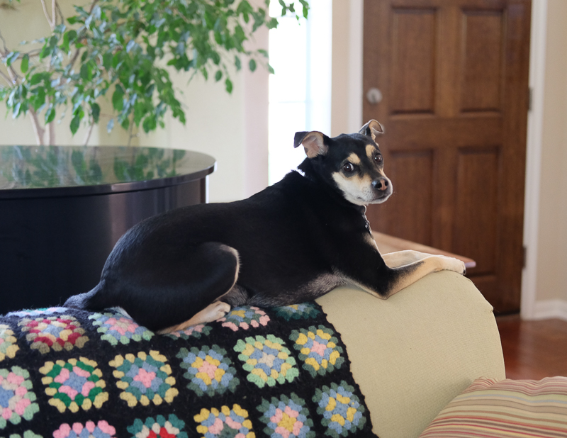 ねこじゃないよ？