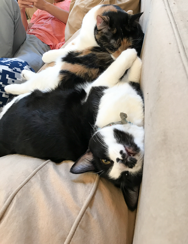 なんだかしんどそう