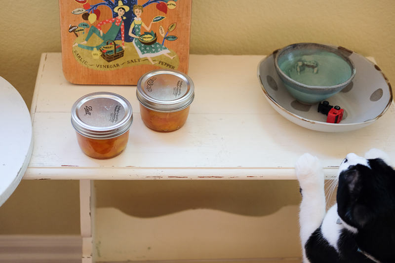 あんこちゃんが来ました