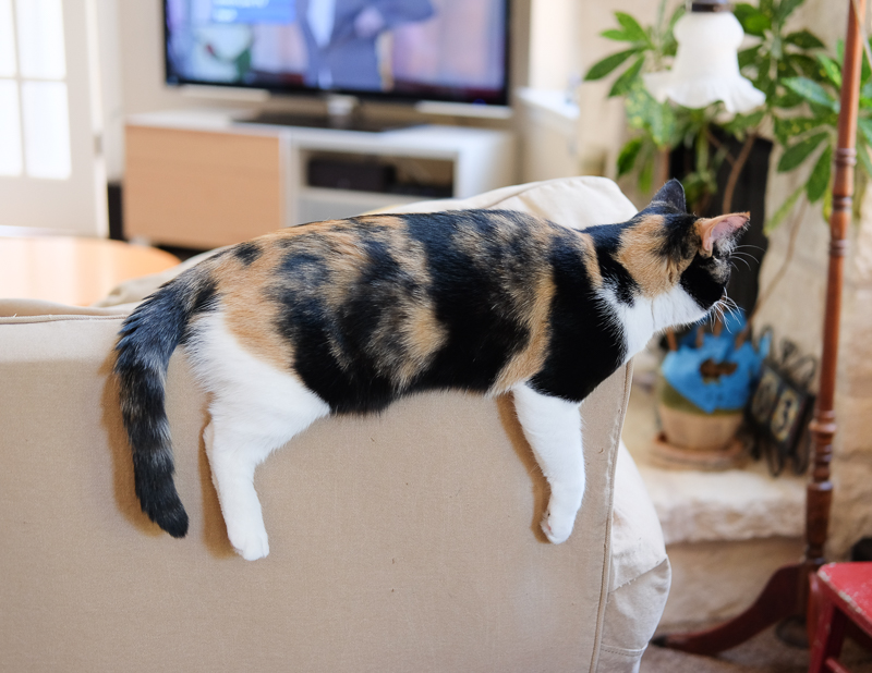 モノレールキャット