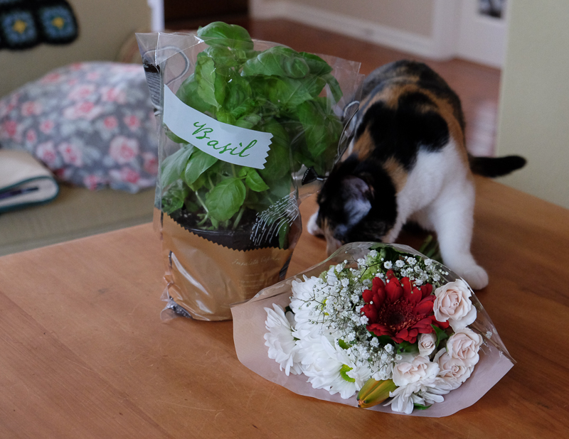 バジルの鉢植え＆ブーケ