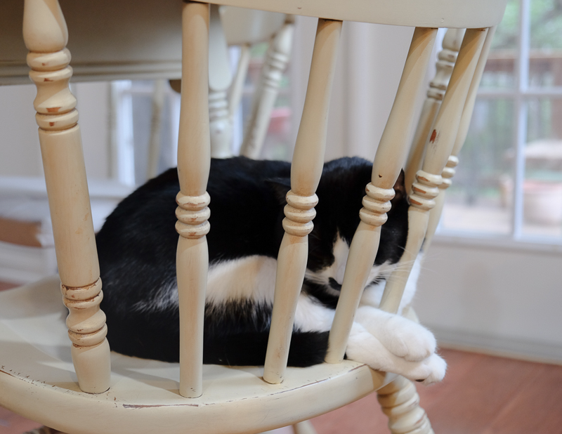 あんこちゃん、すやすや..