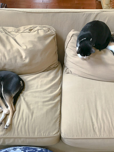 みんなでお昼寝