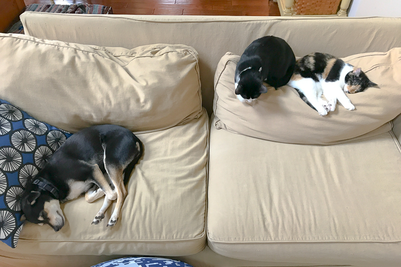 みんなでお昼寝