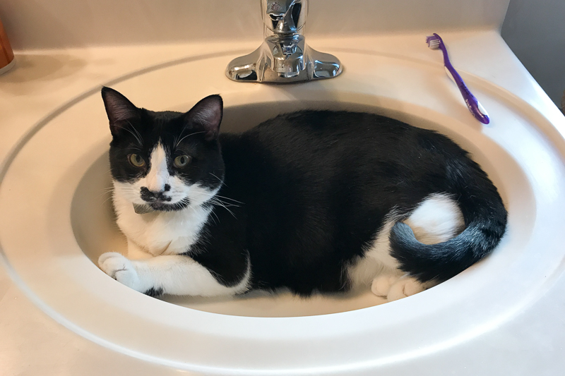 冷たくて気持ちがいいの