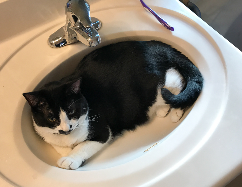 何か文句あって？