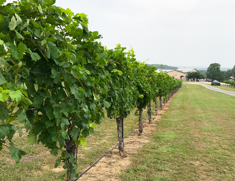 葡萄の木