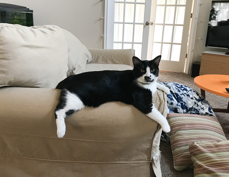 モノレールキャット