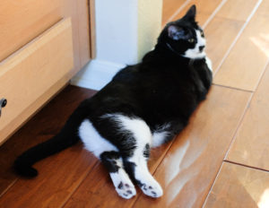 セクシーあんこちゃん