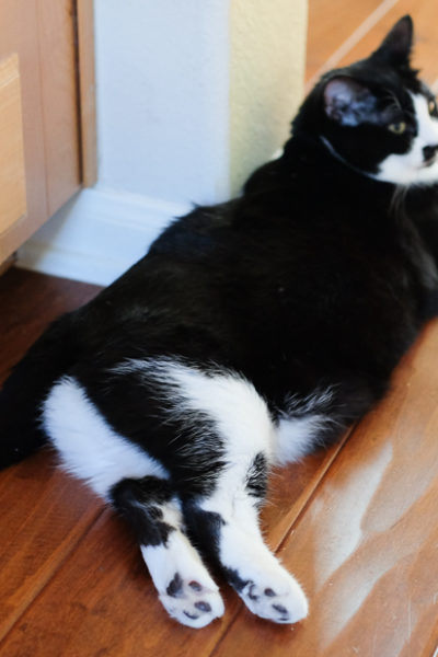 セクシーあんこちゃん