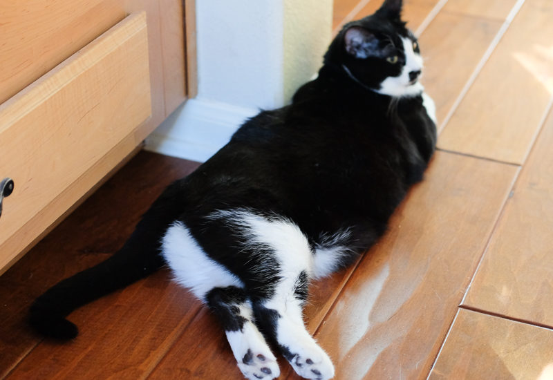 セクシーあんこちゃん