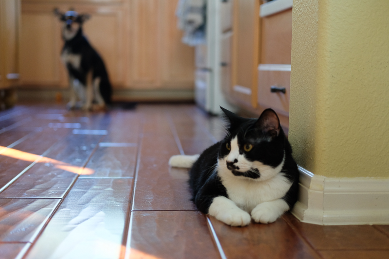 後ろに何かいる～