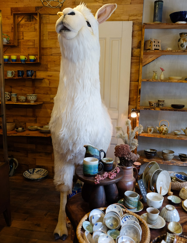 かわいいアルパカが♪