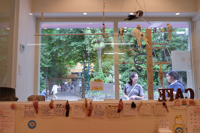 とりさんたくさん